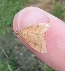 Mnesictena flavidalis