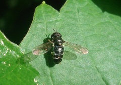 Paragus