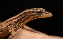 Sphaerodactylus graptolaemus