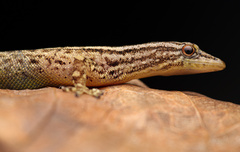 Sphaerodactylus graptolaemus
