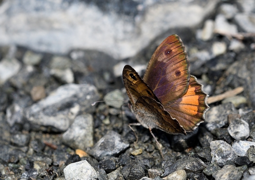 Brown's Grayling