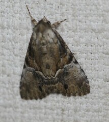 Alophosoma emmelopis