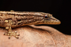 Sphaerodactylus graptolaemus