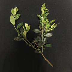 Ilex crenata