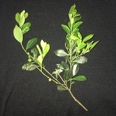 Ilex crenata
