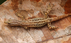 Sphaerodactylus graptolaemus
