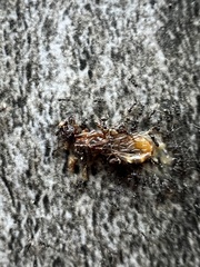 Pheidole punctatissima