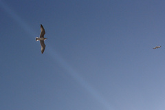 Larus