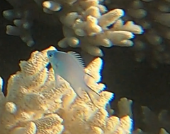 Amblyglyphidodon indicus