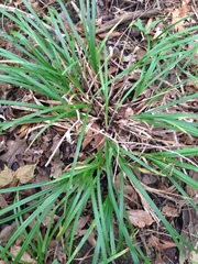 Carex pedunculata