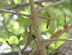 Ceratulus spectabilis