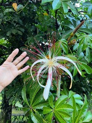 Pochota fendleri