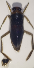 Notonecta maculata