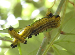 Ceratulus spectabilis