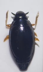 Gyrinus substriatus