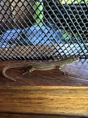 Sphaerodactylus graptolaemus