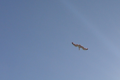Larus