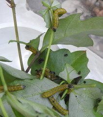 Ceratulus spectabilis