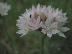 Allium hyalinum