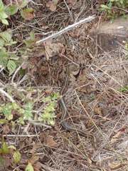 Thamnophis atratus