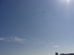 Larus