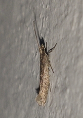 Plutellidae