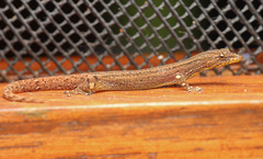 Sphaerodactylus graptolaemus