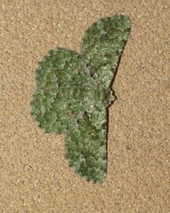 Aeolochroma viridicata