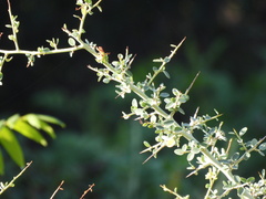 Ceanothus leucodermis