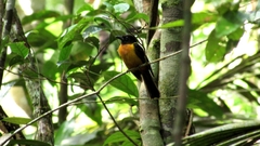 Lanio fulvus