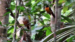 Lanio fulvus