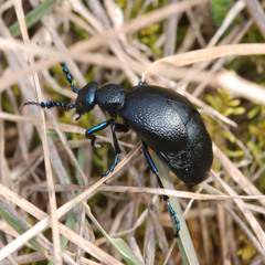 Meloe proscarabaeus