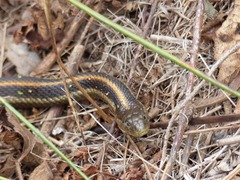 Thamnophis atratus