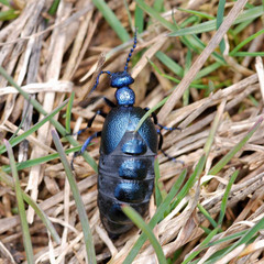 Meloe proscarabaeus