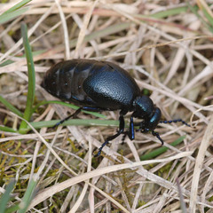 Meloe proscarabaeus