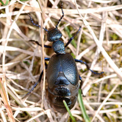 Meloe proscarabaeus
