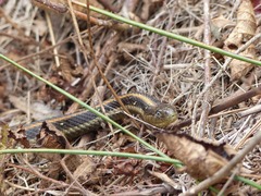 Thamnophis atratus