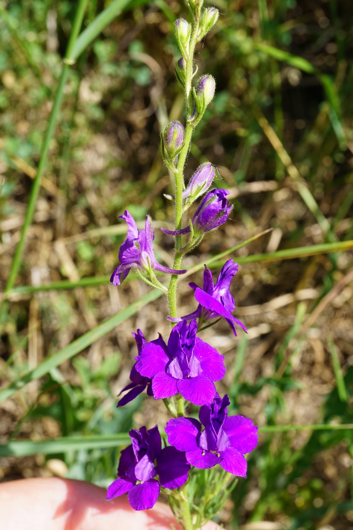 Delphinium hispanicum