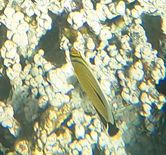 Chaetodon austriacus