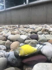 Setophaga magnolia