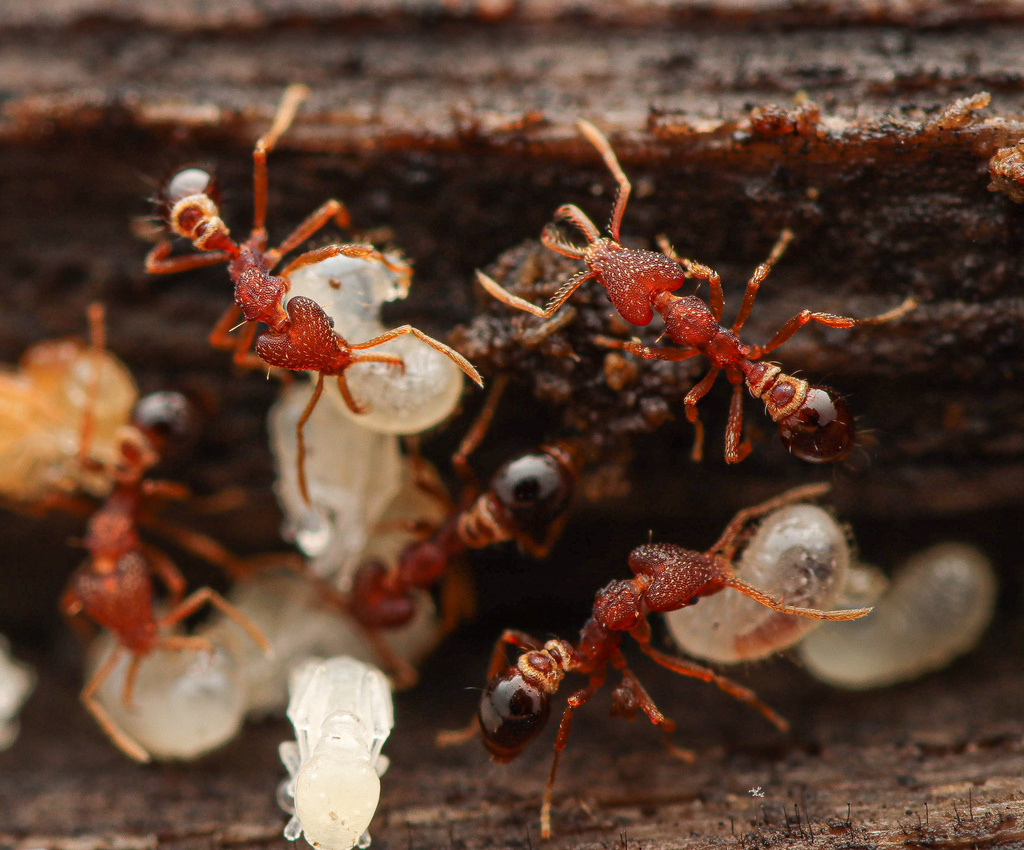 Strumigenys mandibularis