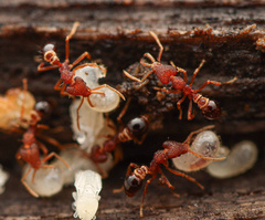 Strumigenys biolleyi