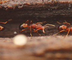 Strumigenys biolleyi