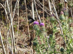 Battus philenor hirsuta