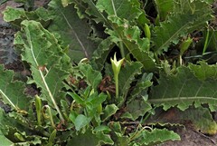 Jaborosa odonelliana