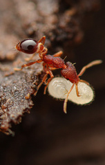 Strumigenys biolleyi