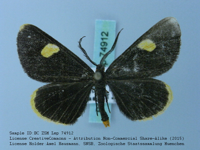 Melanchroia tepens