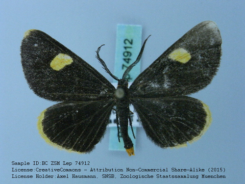 Melanchroia tepens