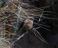 Ochthoeca fumicolor