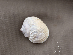 Amphibola crenata
